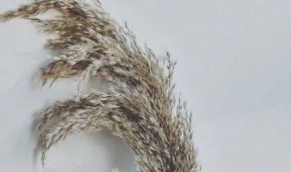 芦苇制作干花的方法 芦苇制作干花的方法视频
