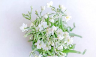 土培水仙花养殖方法（土培水仙花养殖方法图解）