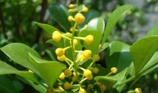 米兰花春季养护方法（米兰花春季养护方法有哪些）