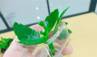 水培油葵芽简单方法（水培油葵芽简单方法视频）