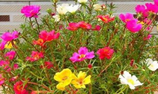 室内太阳花种植方法（室内太阳花种植方法视频）