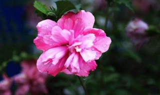 木槿花养护方法大全（木槿花怎样养殖和护理）