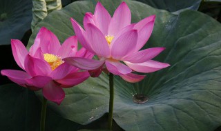 鱼塘水芙蓉怎么处理 鱼塘水芙蓉怎么清除