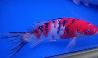 锦鲤死了怎么处理鱼缸（锦鲤死掉）