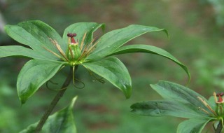 七叶一枝的种植方法 七叶一枝花的种植方法及注意事项