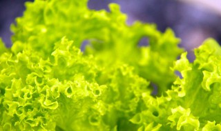 泡沫箱种生菜的方法 泡沫箱种菜怎么种