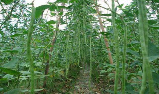 黄金钩豆角的种植方法 黄金钩豆角的种植方法视频