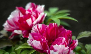 红掌的长叶催花方法（红掌如何催花）