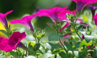 矮牵牛花长虫子怎么处理（矮牵牛花的虫害）