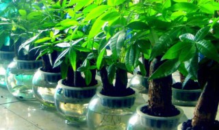 财位放什么植物最招财 财位放什么植物最招财运