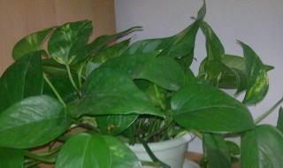 植物营养液如何使用 植物营养液的使用方法
