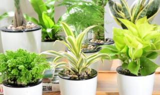 卧室放什么植物好 学生卧室放什么植物好