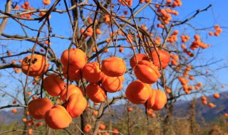 吃了柿子不能吃什么东西（吃了柿子不能吃什么东西有哪些）