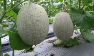 哈密瓜产地 哈密瓜产地在哪里最好