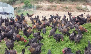 农村养殖什么好养 农村养殖什么好养又好卖?