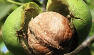 核桃几月份成熟采摘 核桃几月份成熟采摘最好