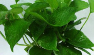 水培绿萝怎么养才能更旺盛 鱼缸水培绿萝怎么养才能更旺盛