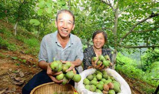 核桃什么时候成熟采摘 北方核桃什么时候成熟采摘