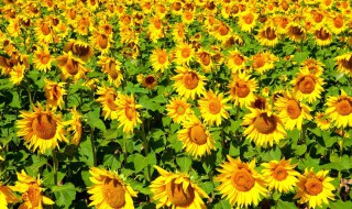 送向日葵代表什么意思 男生给女生送向日葵代表什么意思