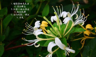 金银花蒸好还是不蒸好（金银花怎么晒干的做法）