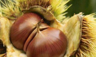 板栗怎么保存久一点不坏 板栗怎么保存才能放得更久