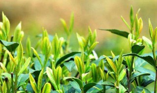 过期茶叶的八大妙用（过期茶叶能喝吗）