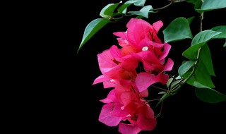 三角梅的养殖方法和注意事项（三角梅的养殖方法和注意事项剪枝视频教程）