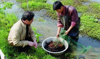 小龙虾养殖方法和环境（小龙虾养殖方法和环境视频）
