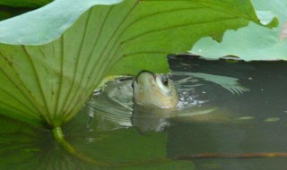 钓草鱼用什么好钓（钓草鱼用什么钓法）