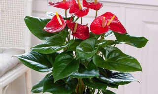 红掌放在家中什么位置好 家里千万不能养红掌