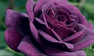 紫色代表什么意思 喜欢紫色代表什么意思