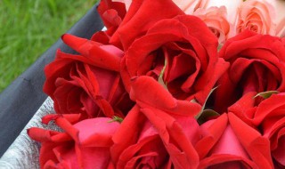 19朵粉色玫瑰花代表什么意思（19朵粉玫瑰不能随便送人）