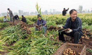 生姜的种植时间和方法（生姜的种植时间和方法视频）