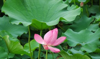 荷叶配什么减肥效果好 荷叶的最佳绝配