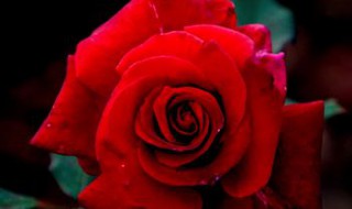 红玫瑰代表什么意思 蓝玫瑰代表什么意思