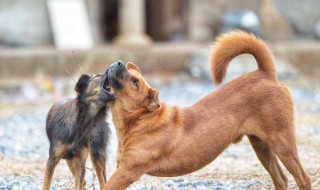 梦到狗咬我什么意思（经常梦到狗咬我什么意思）