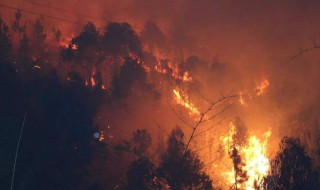 森林防火知识 森林防火知识内容怎么写