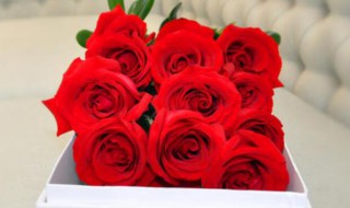 12朵玫瑰代表什么意思 13朵玫瑰代表什么意思