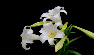 病人送什么花 看望男士病人送什么花