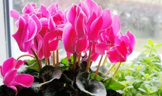 仙客来的养殖方法和注意事项（夏天仙客来的养殖方法和注意事项）