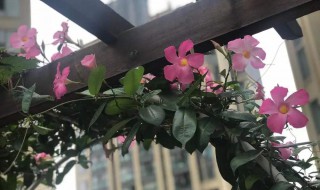 飘香藤的养殖方法和注意事项 盆栽飘香藤的养殖方法和注意事项