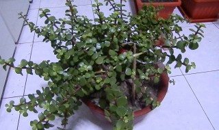 清香木的养殖方法和注意事项（清香木的养殖方法和注意事项有哪些）