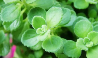 碰碰香的养殖方法 水培碰碰香的养殖方法