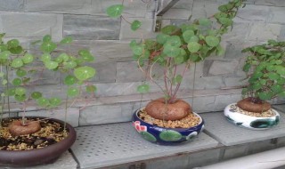 山乌龟的养殖方法和注意事项 山乌龟的养殖方法和注意事项视频