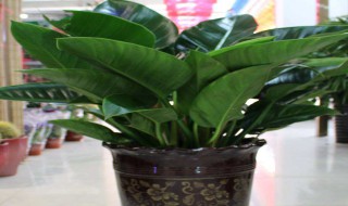 大叶金钻的养殖方法和注意事项 水培大叶金钻的养殖方法和注意事项