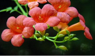 凌霄花的养殖方法 紫色凌霄花的养殖方法