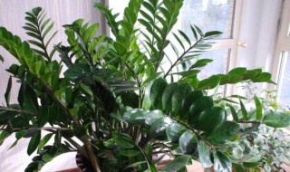 钱串子花的养殖方法和注意事项 多肉钱串子花的养殖方法和注意事项