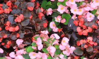 四季海棠的养殖方法和注意事项（草本四季海棠的养殖方法和注意事项）