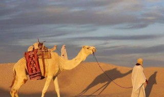 梦见骆驼是什么意思（孕妇梦见骆驼是什么意思）