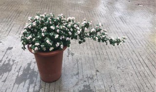 雅乐之舞的养殖方法和注意事项 多肉雅乐之舞的养殖方法和注意事项